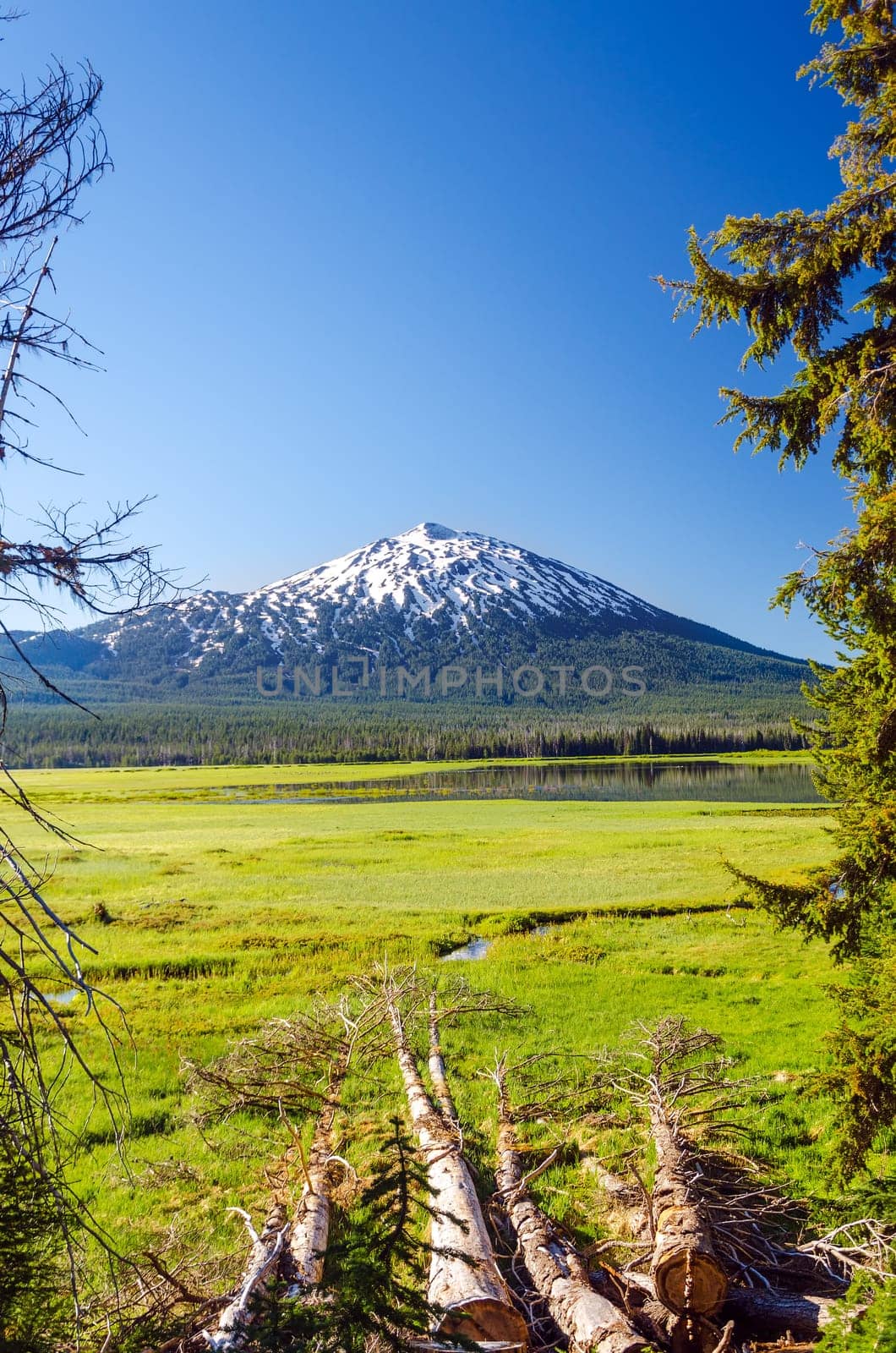 Mount Bachelor as seen through a clearing of trees near Bend, Oregon