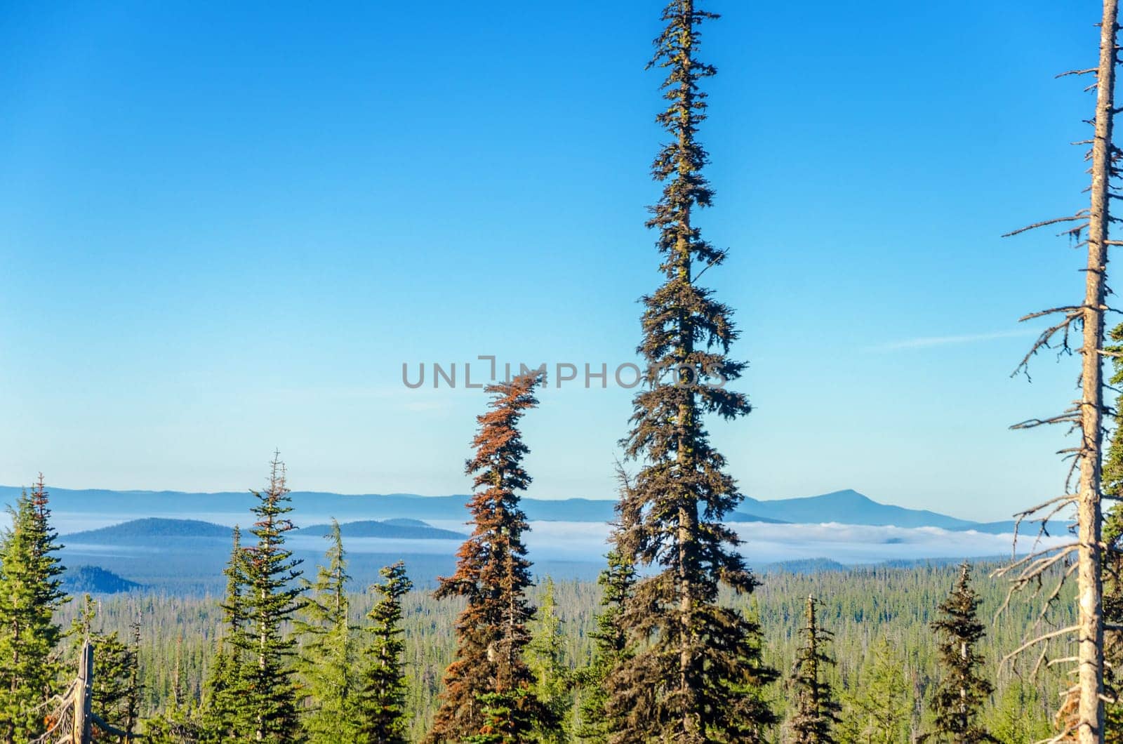 Tall pine trees and a beautiful pine tree forest with beautiful blue hills and sky