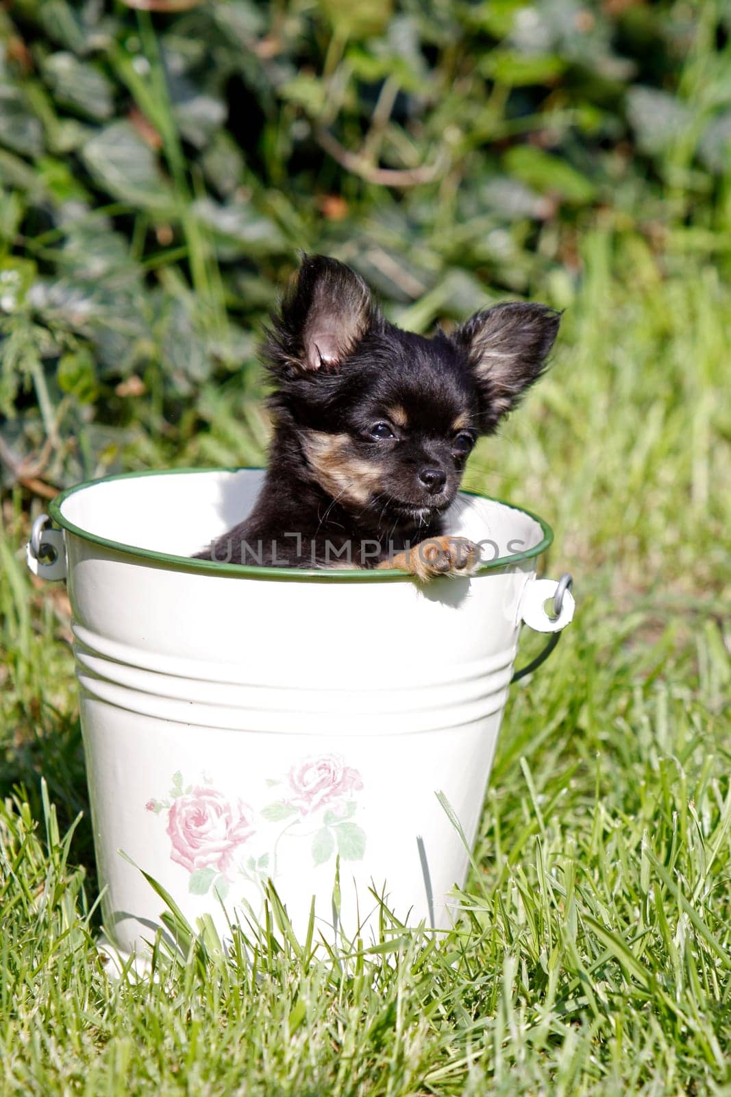 Chihuahua puppy in bucket