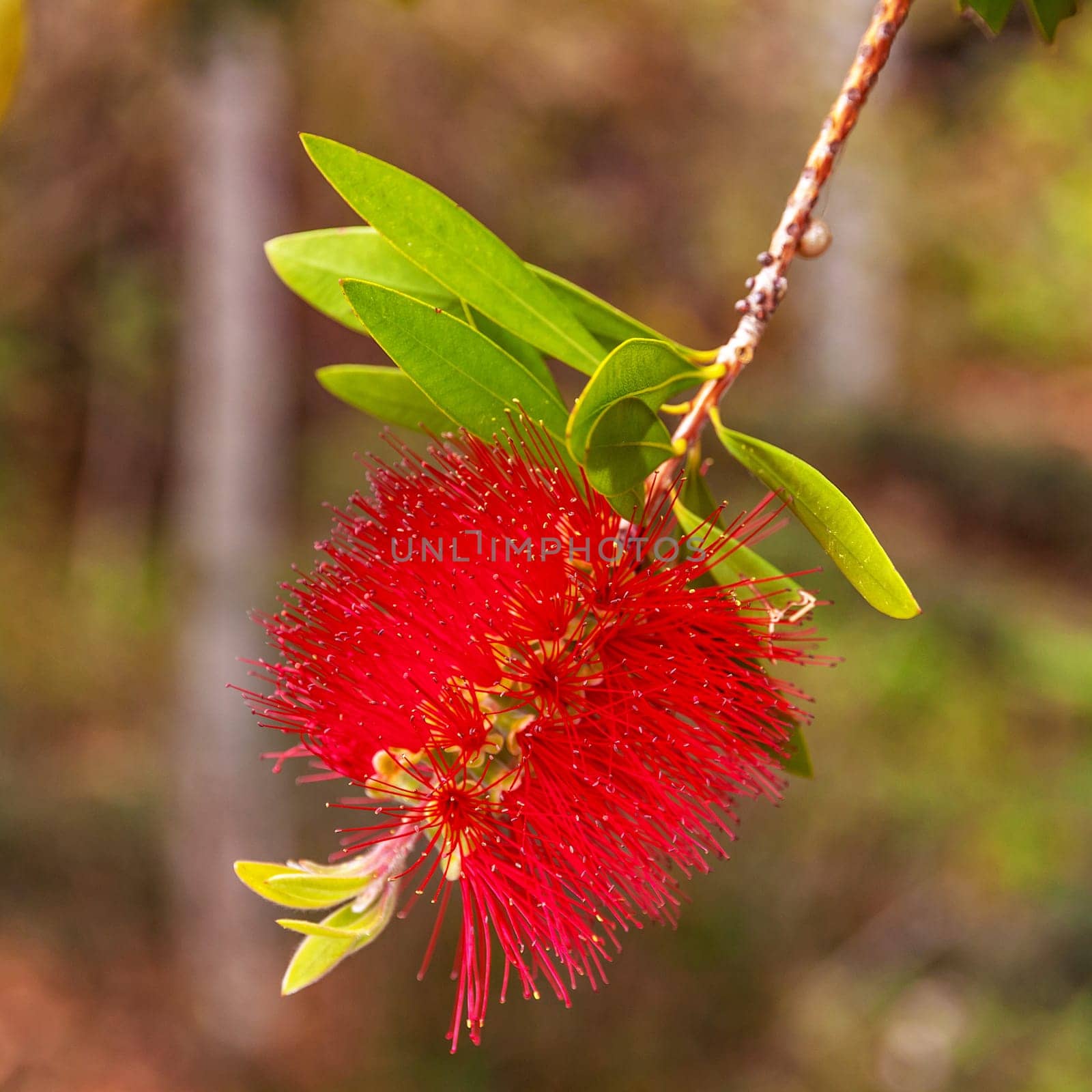 Red bottlebrush tree flower (callistemon citrinus), also known as crimson bottlebrush is a shrub in the family myrtaceae