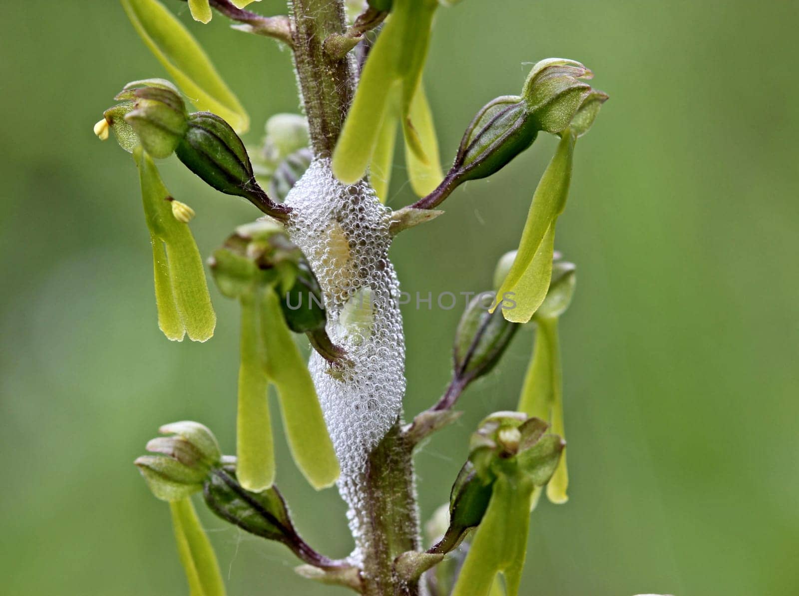 Leafhoppers on two-leaf flowers