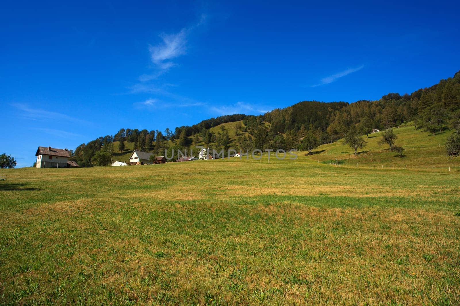Grass and trees, Tolminske Ravne countryside - Slovenia