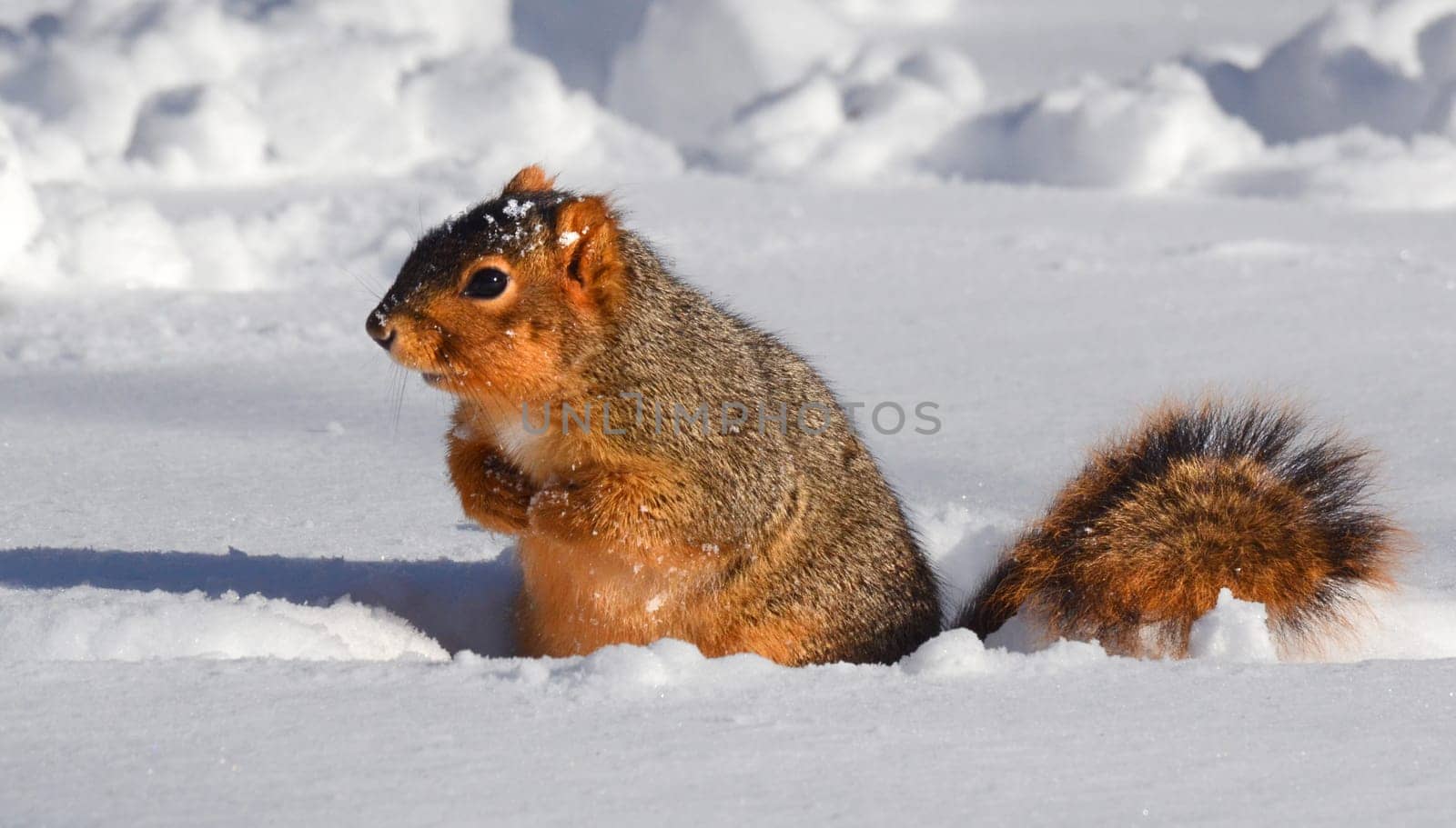 Squirrel in the snow inside a rut in the snow
