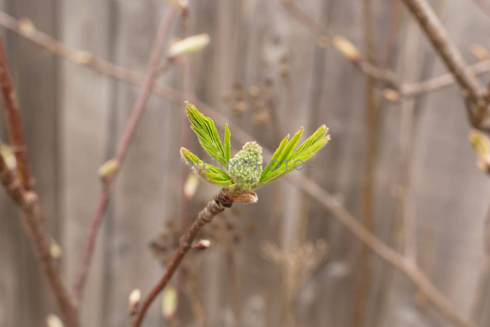 melting rowan leaves on a branch in the spring