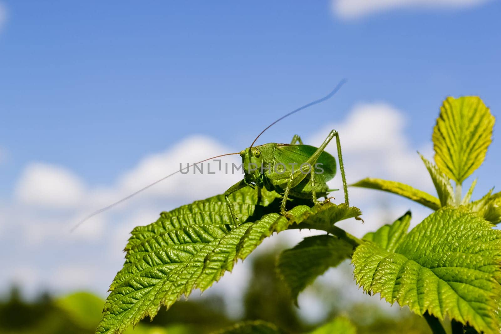 large grasshopper on a green leaf against the sky