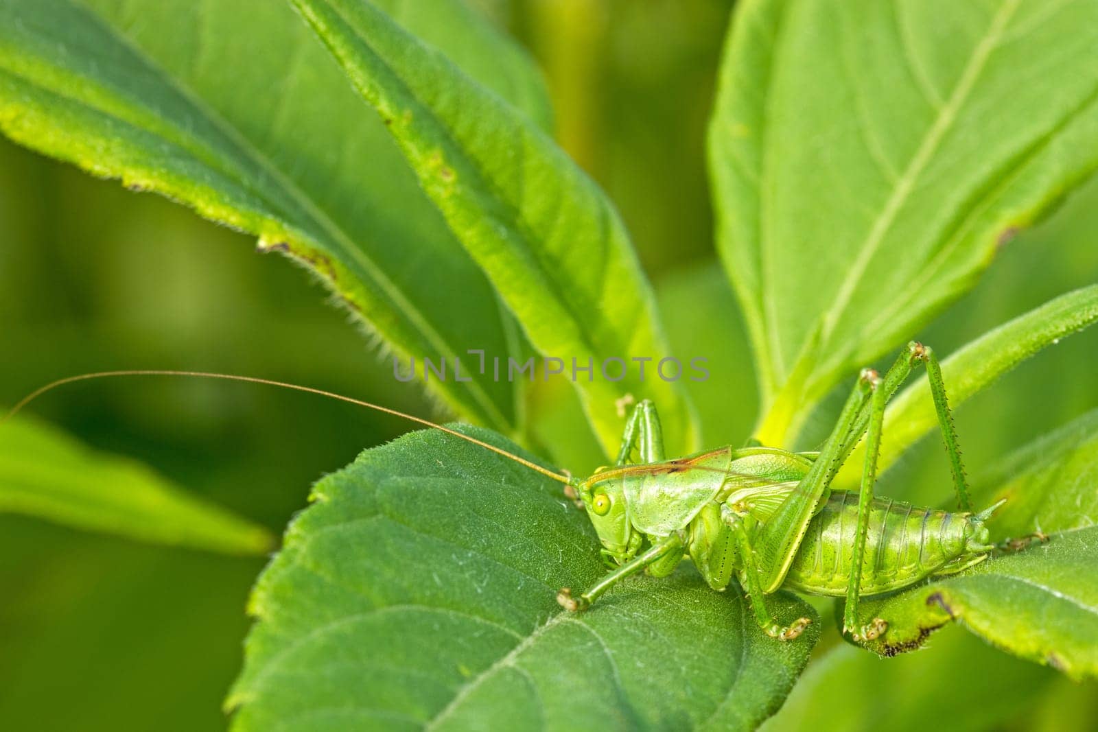 Green grasshoper sitting on the leaf in a garden