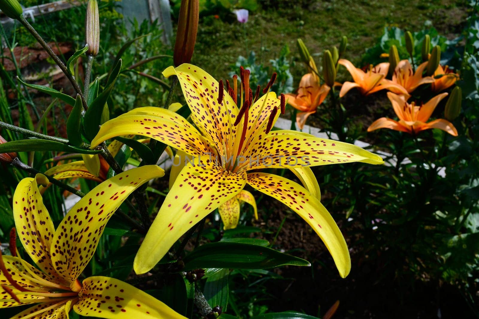 Yellow tiger lilies on a background of the garden