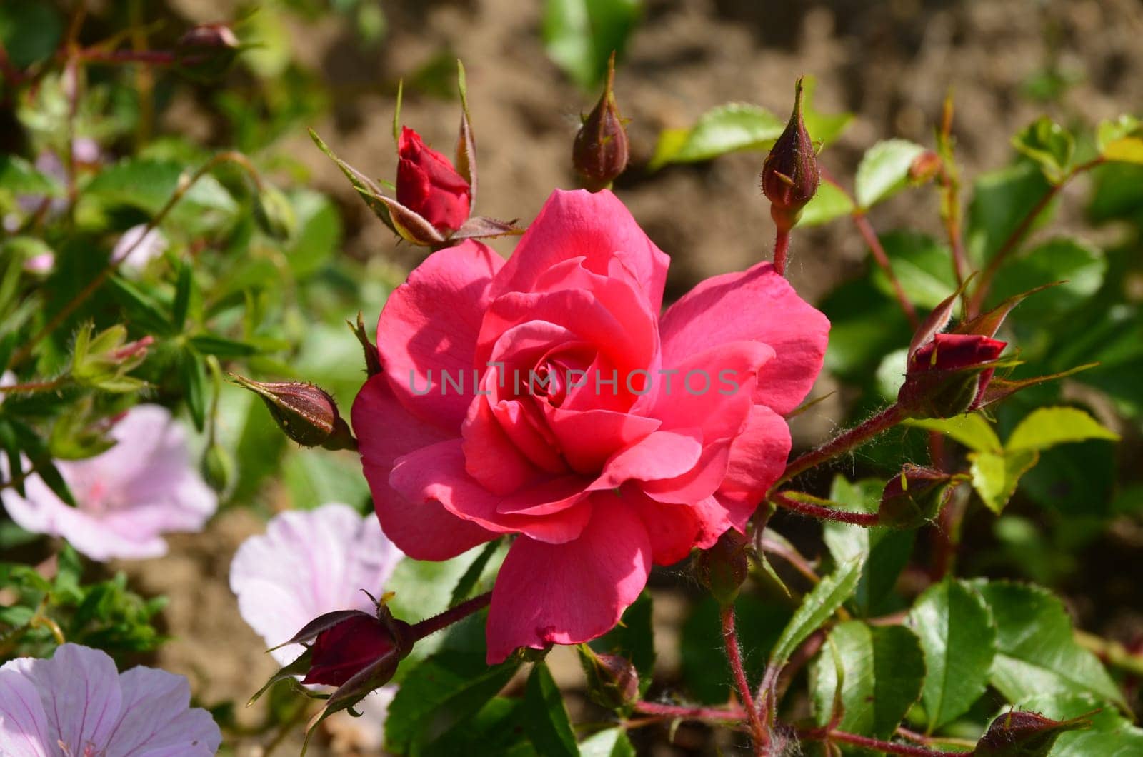 Magnificent rose blossom