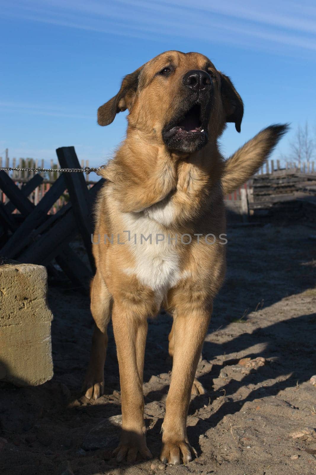 Guard dog on a chain guards its territory