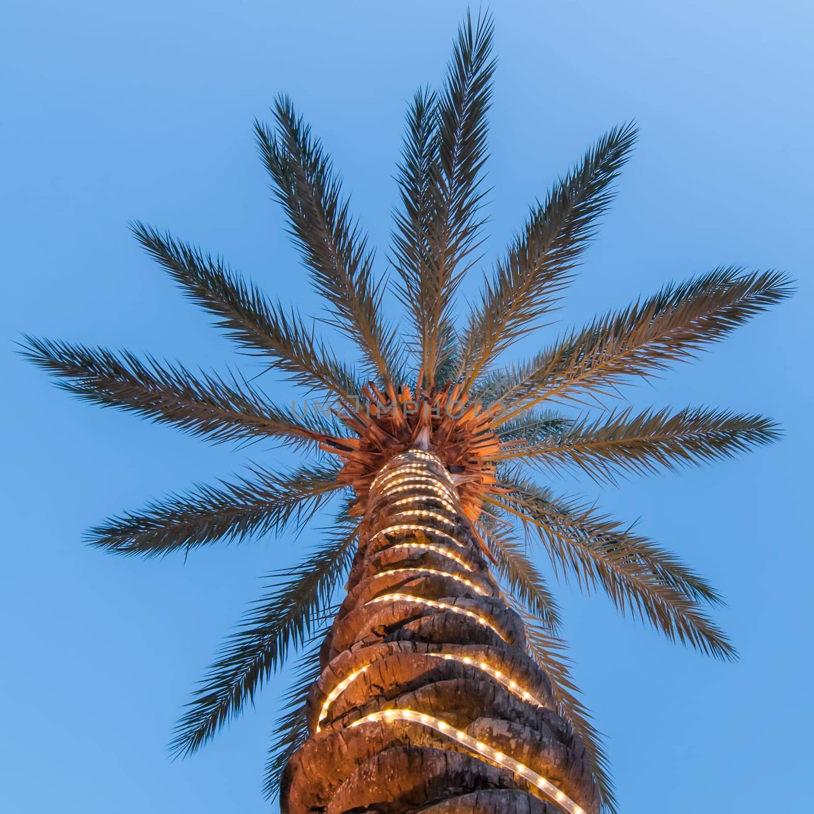 palm tree scenics at a luxury boarwalk and resort in florida