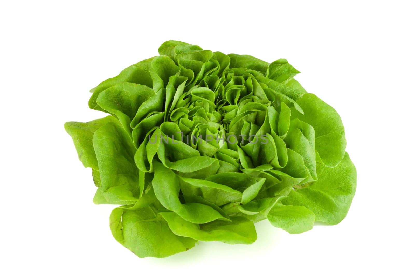 crunchy head of lettuce