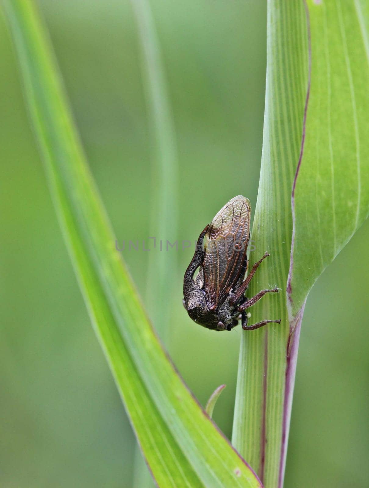 Leafhopper (Centrotus cornutus)