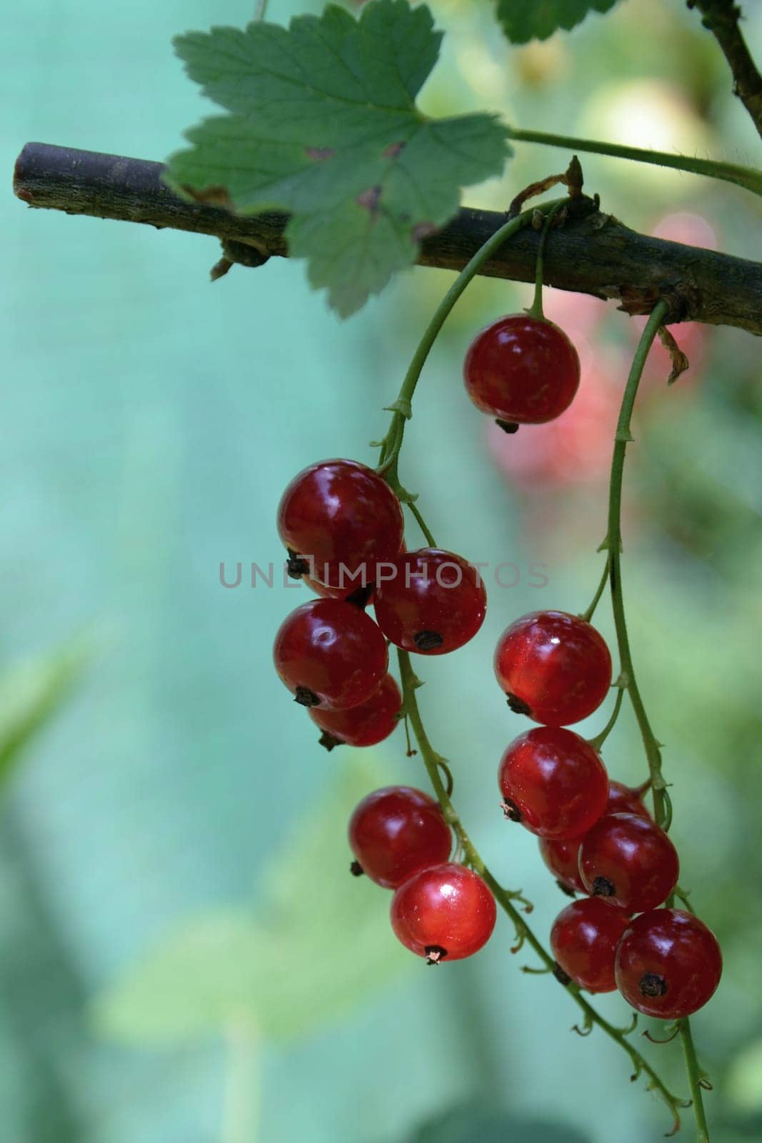 Sour fruits