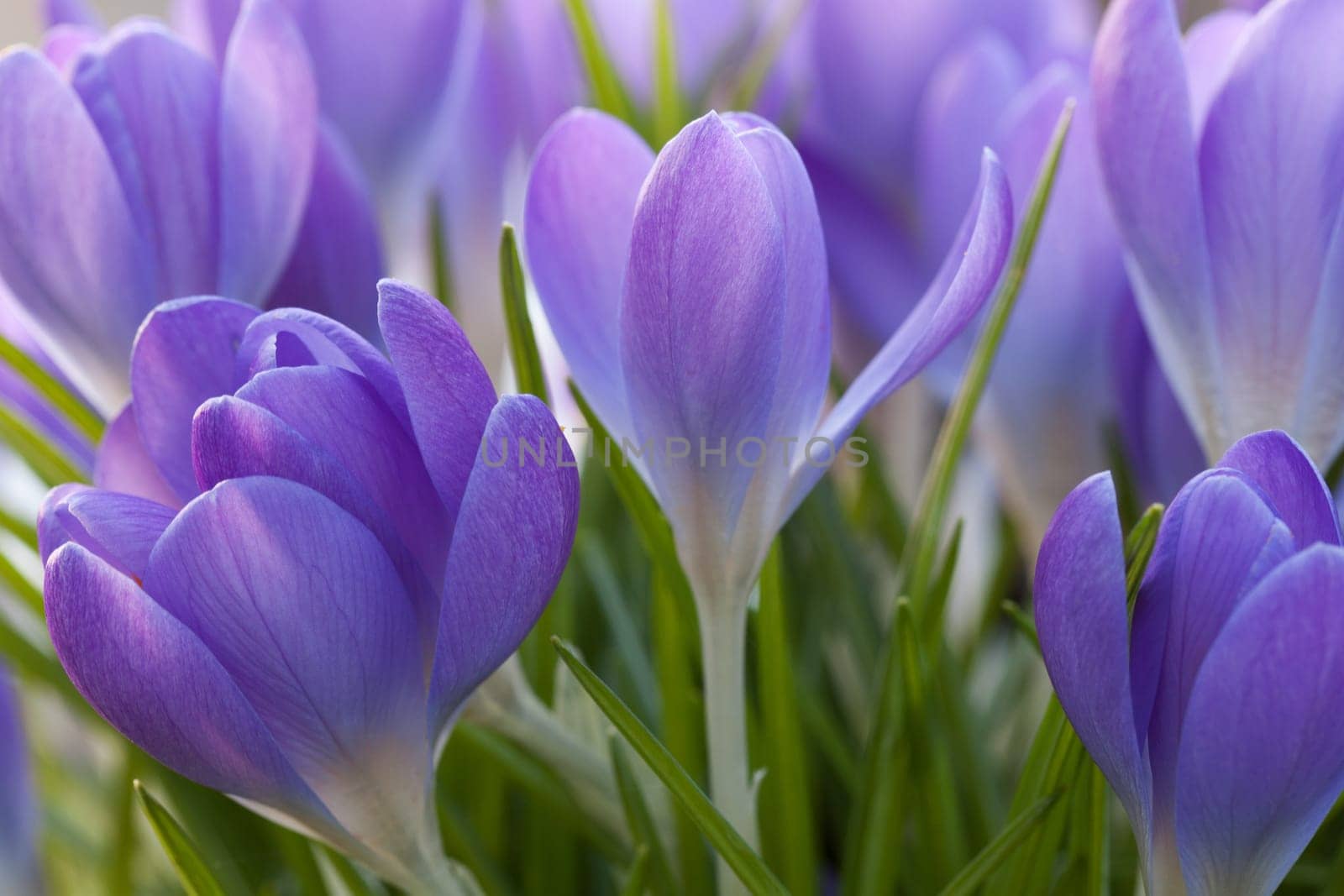 crocus