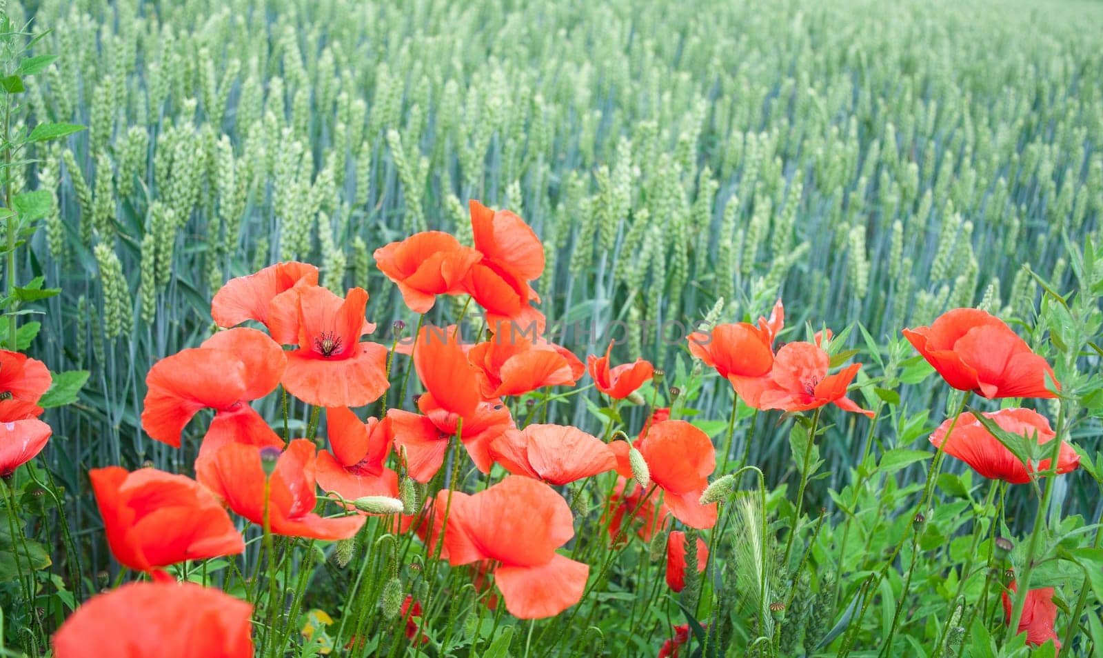 A lot of Poppies in the wheat field