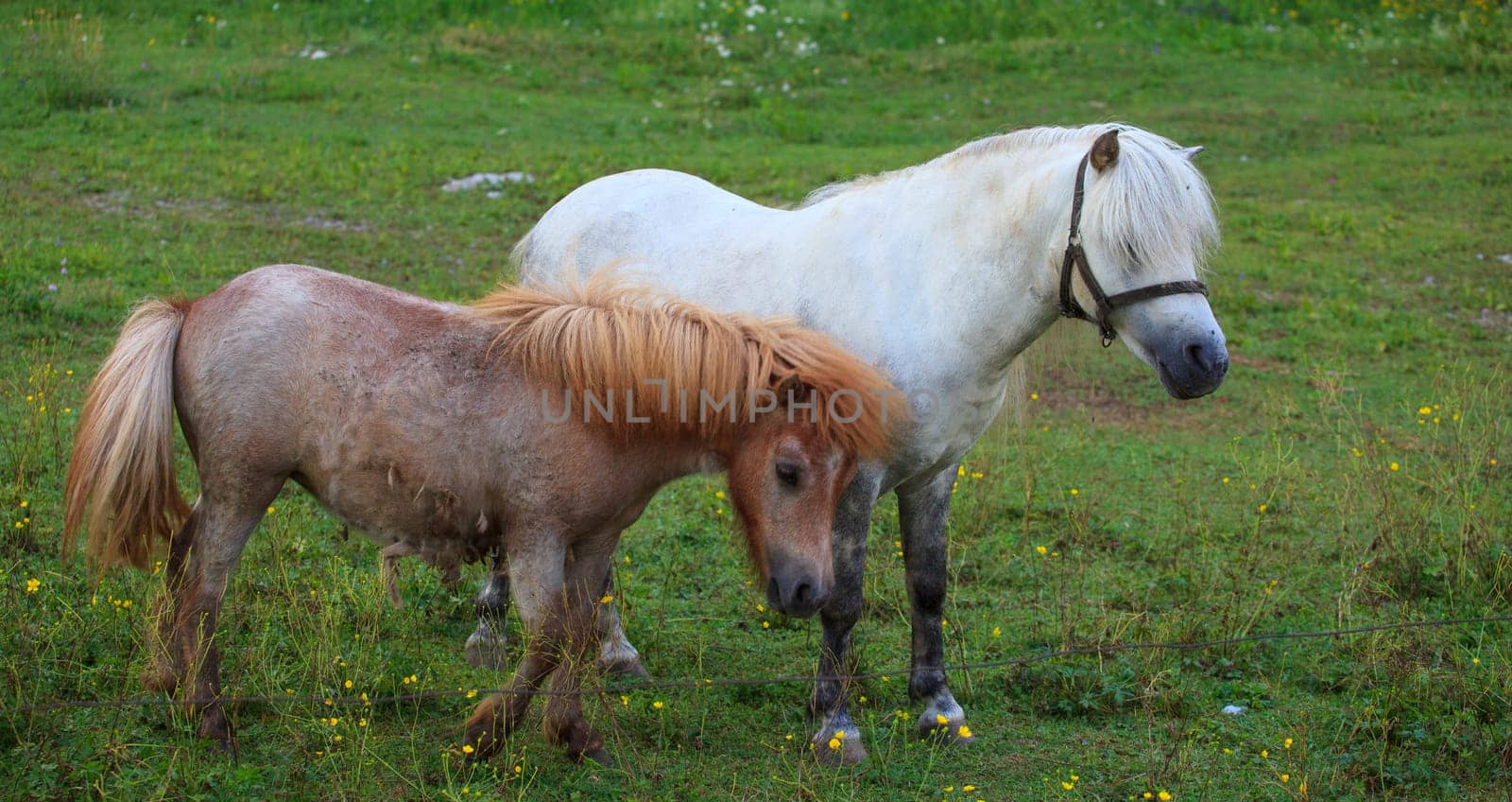 Two Ponies grazing - Nanos mountain, Slovenia