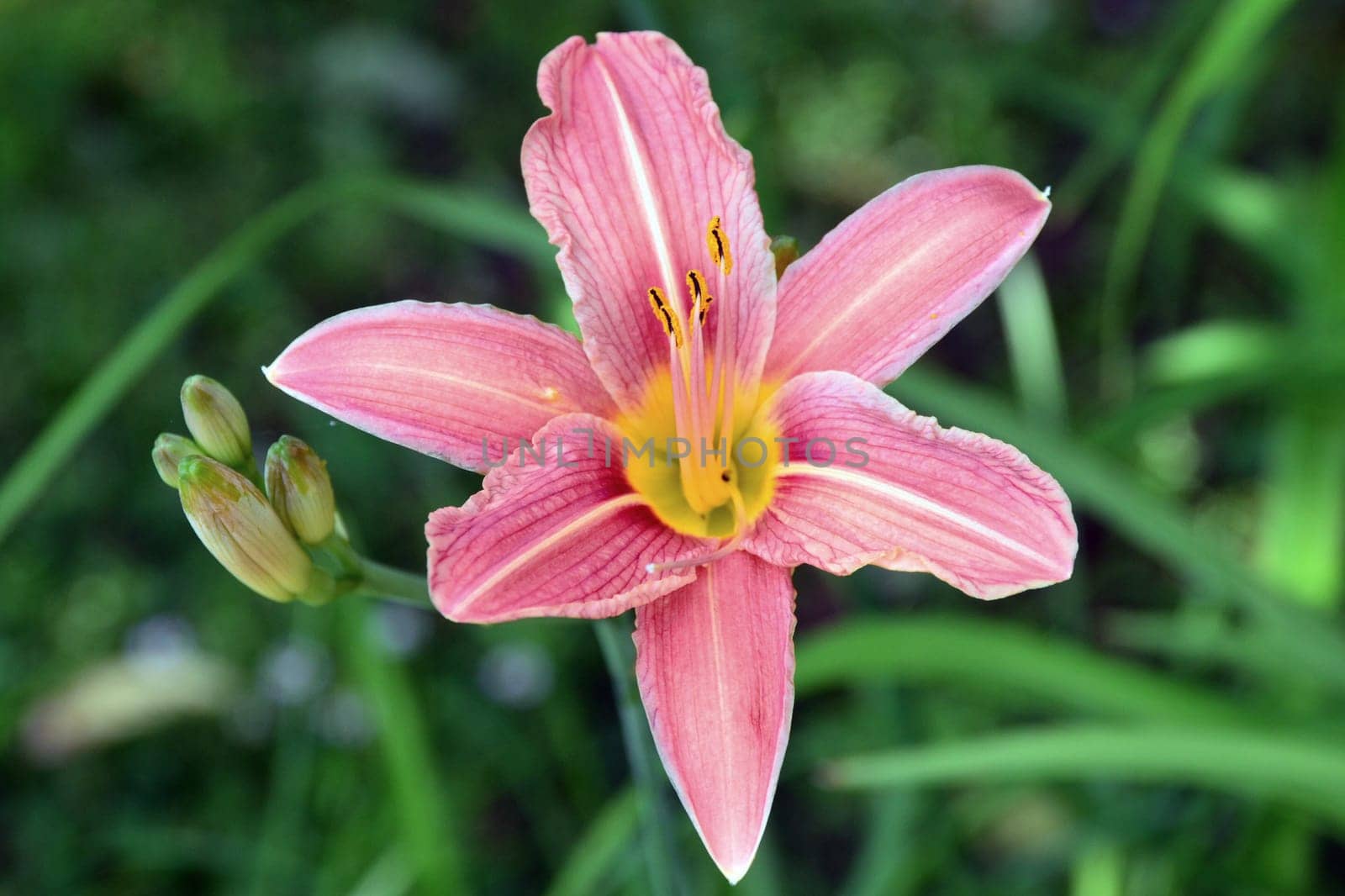 Lily in full bloom