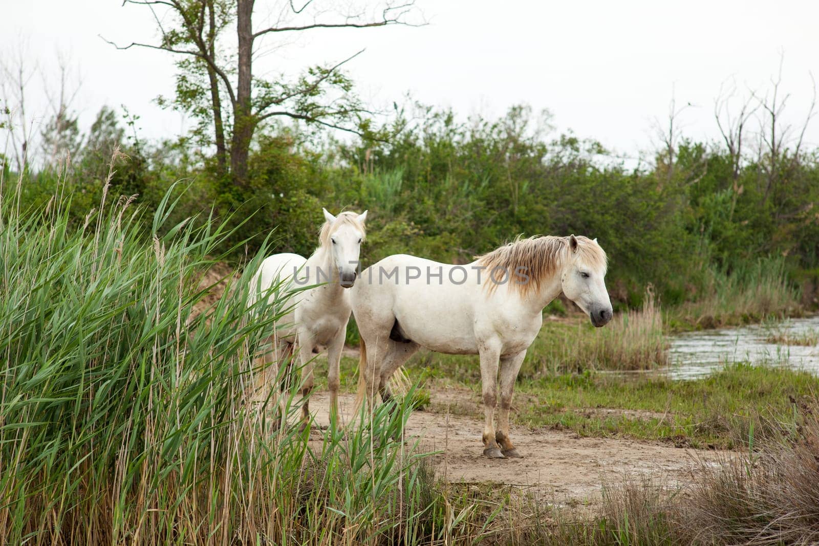 Camargue horses in a swamp - Isola della cona