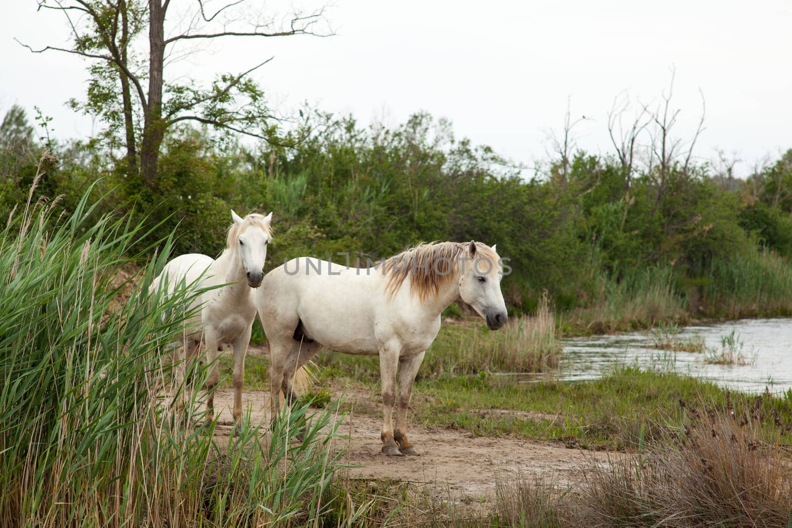 Camargue horses in a swamp - Isola della cona