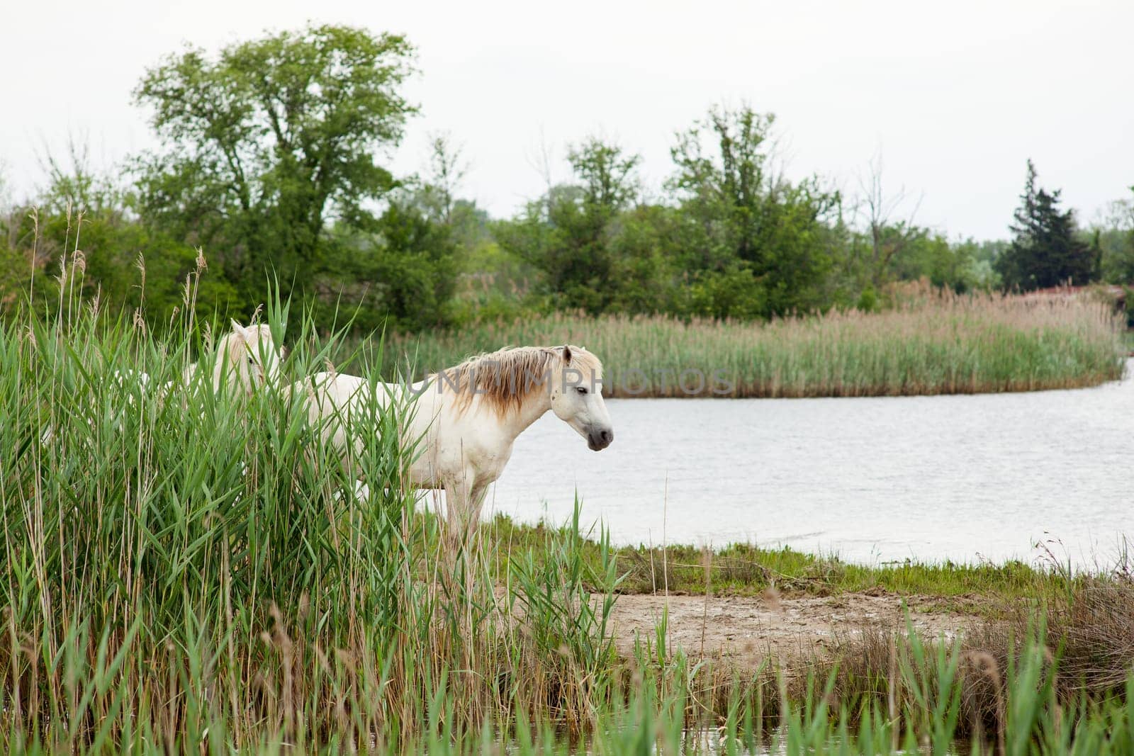 Camargue horses in a swamp - Isola della cona