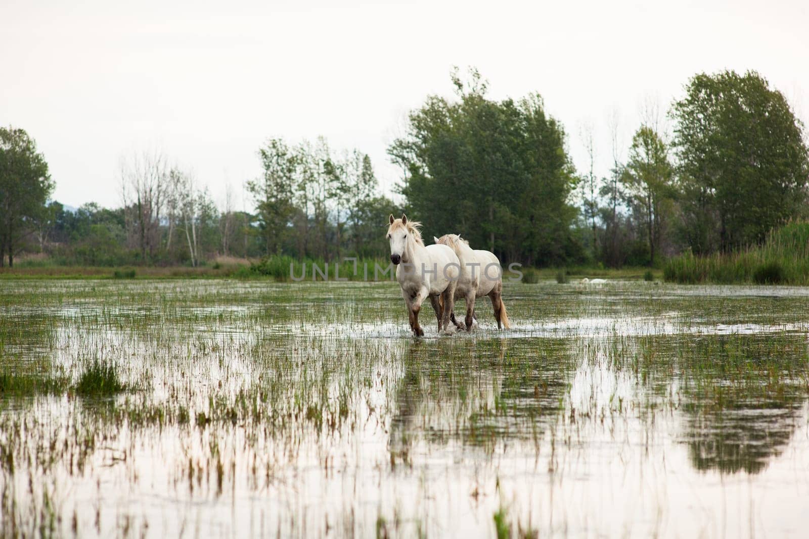 Camargue horses in a swamp - Isola della cona