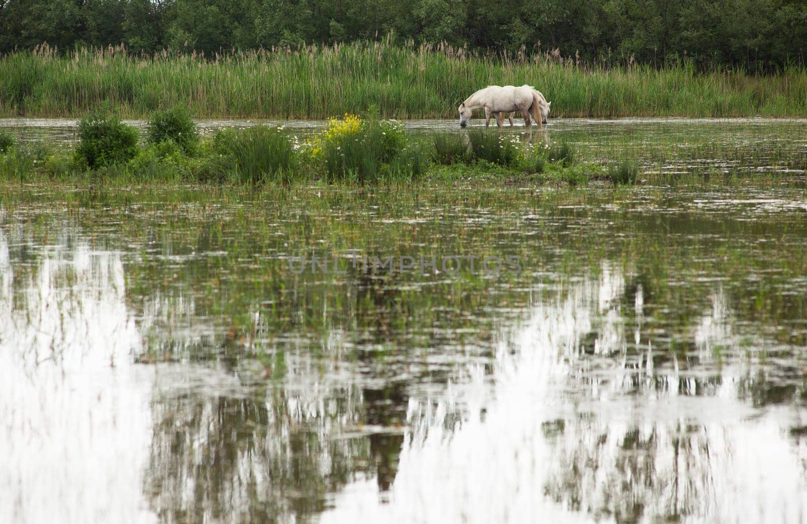Camargue horses in a swamp - Isola della cona
