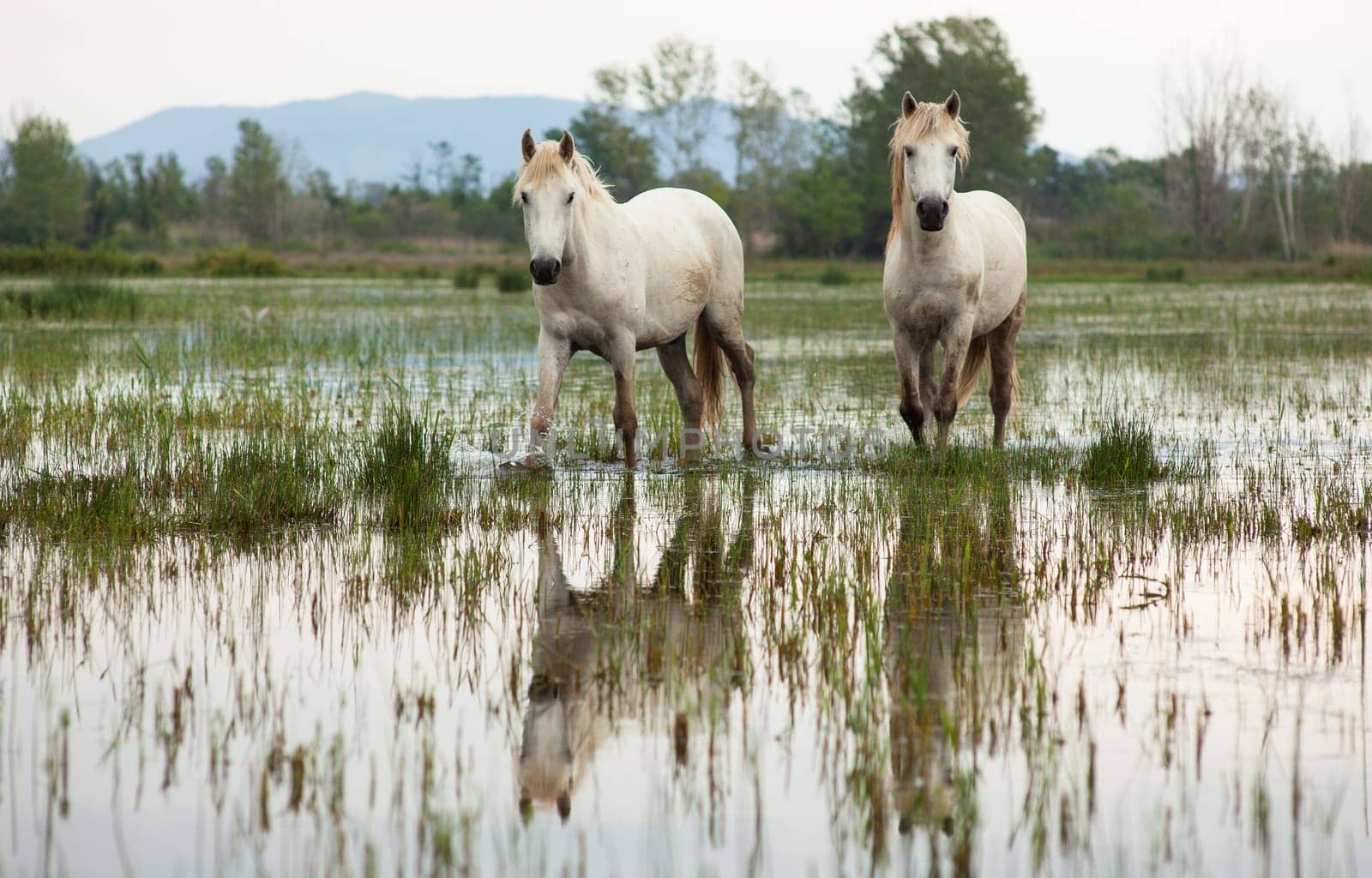 Camargue horses in a swamp - Isola della cona