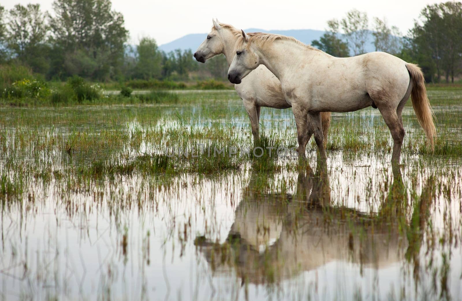 Camargue horses in a swamp - Isola della cona