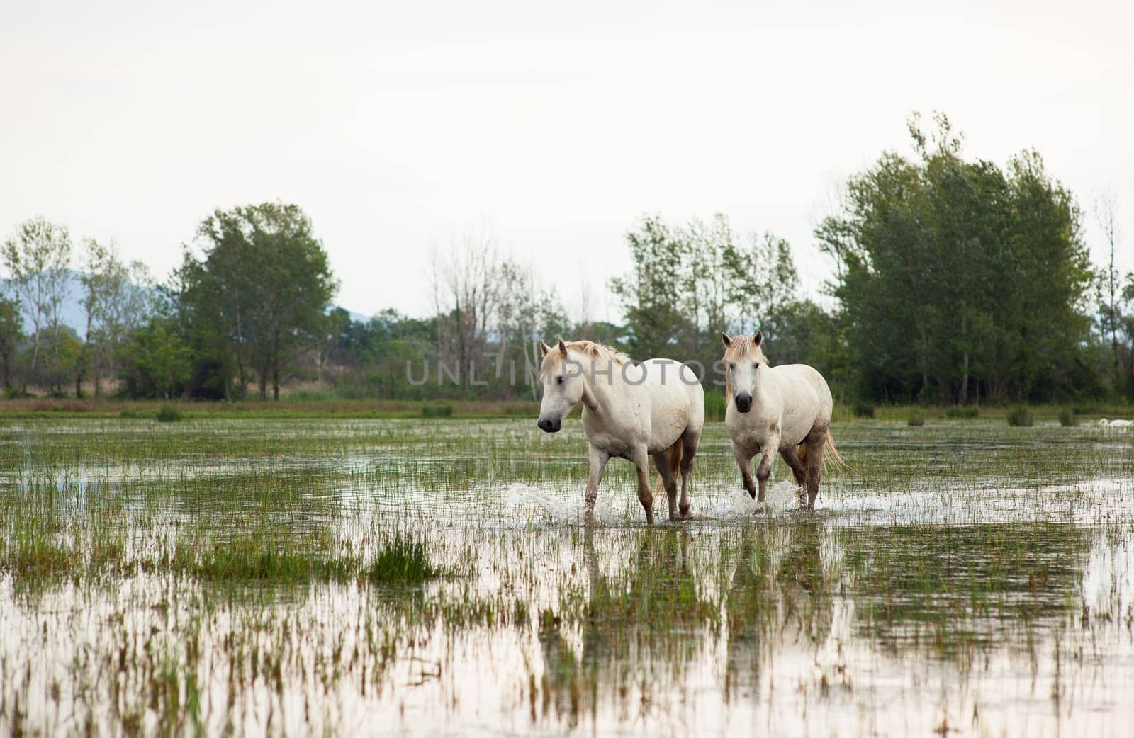Camargue horses in a swamp - Isola della cona