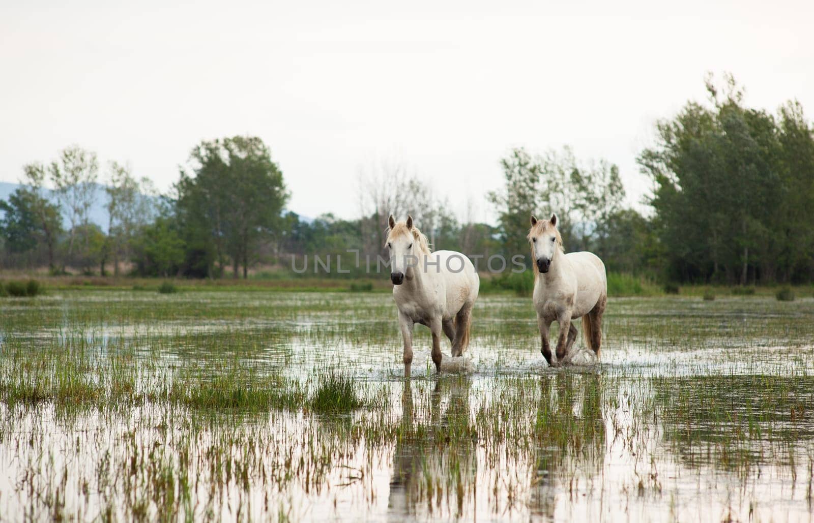Camargue horses in a swamp - Isola della cona