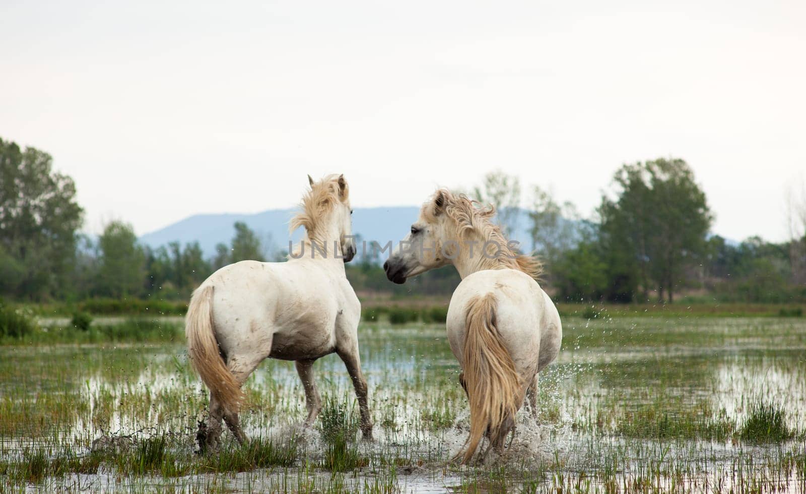 Camargue horses in a swamp - Isola della cona