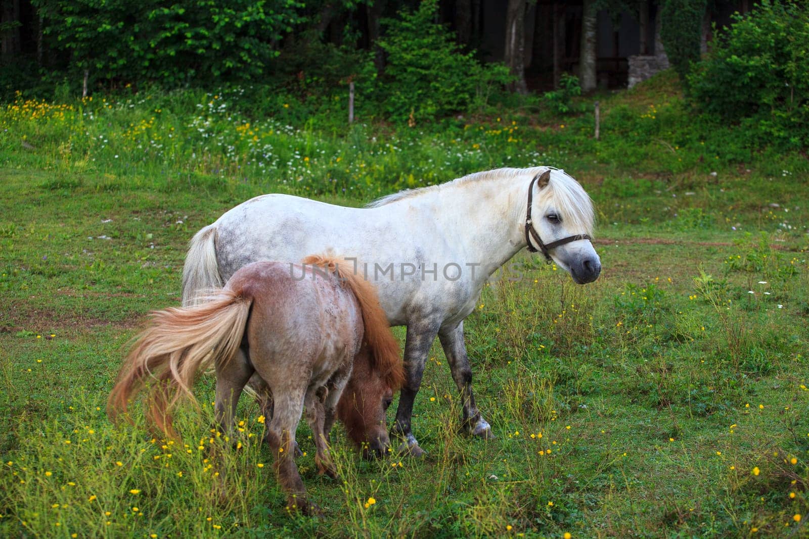 Two Ponies grazing - Nanos mountain, Slovenia