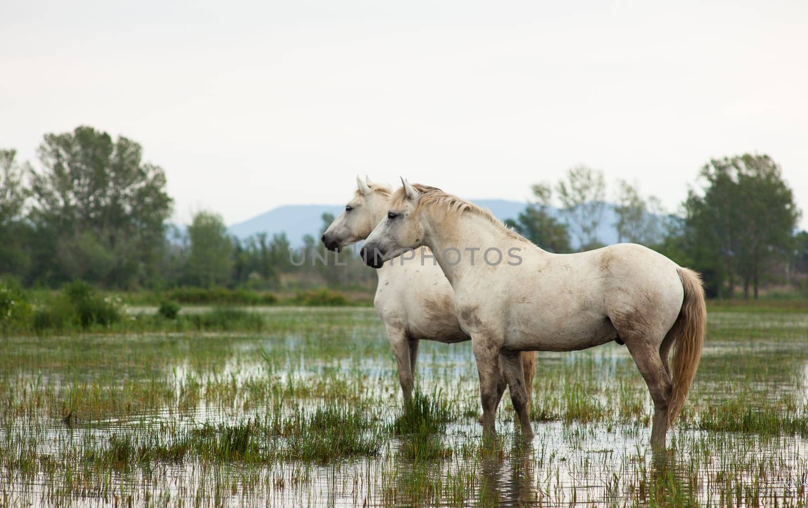 Camargue horses in a swamp - Isola della cona