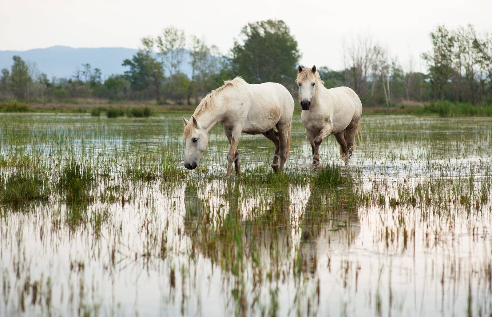 Camargue horses in a swamp - Isola della cona