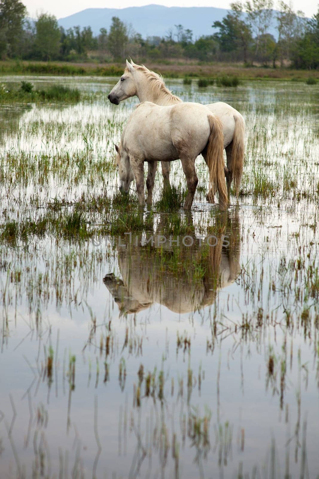 Camargue horses in a swamp - Isola della cona