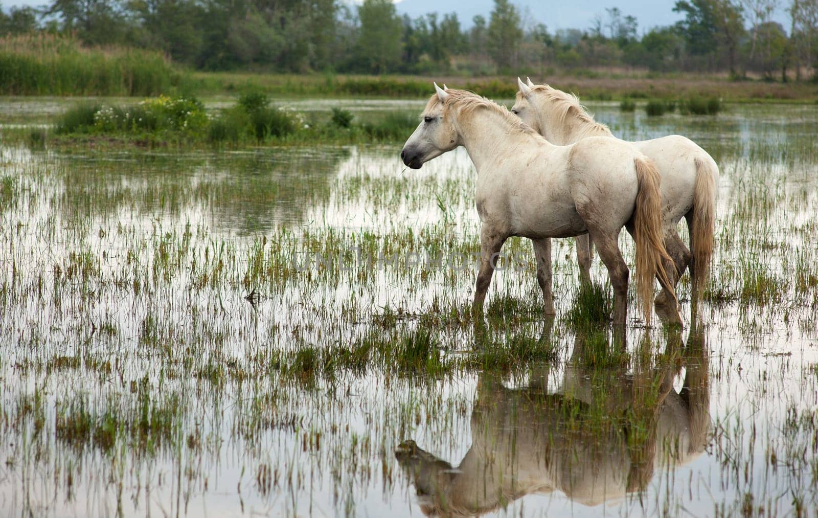 Camargue horses in a swamp - Isola della cona