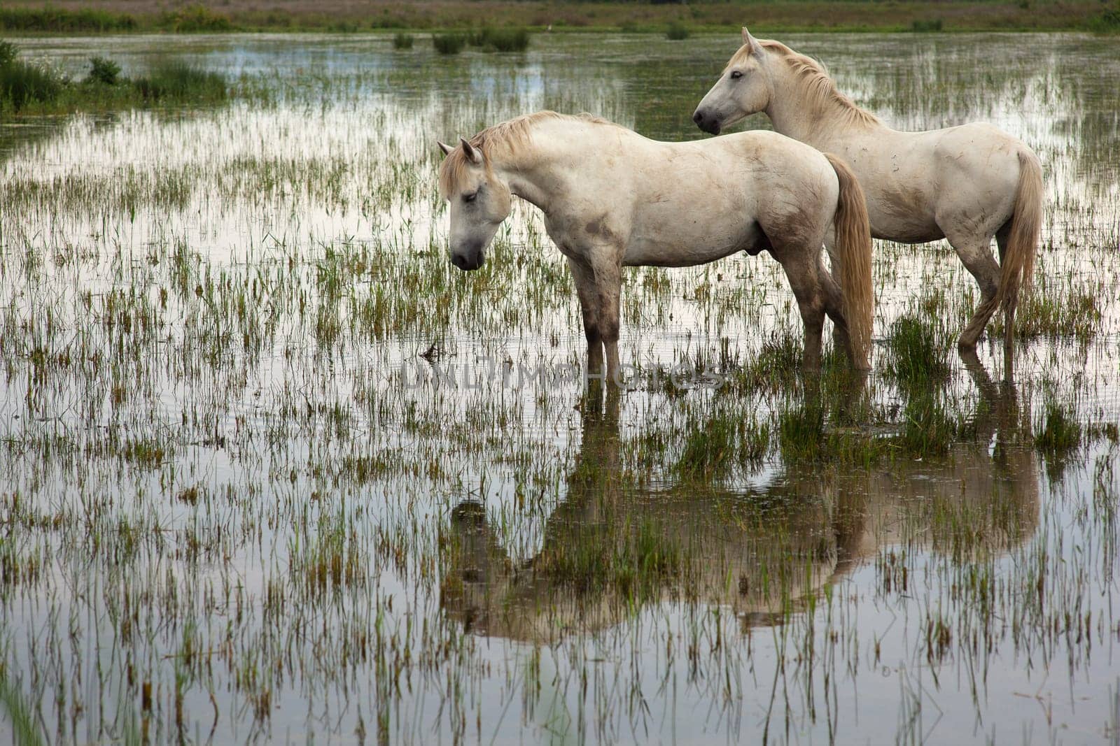 Camargue horses in a swamp - Isola della cona