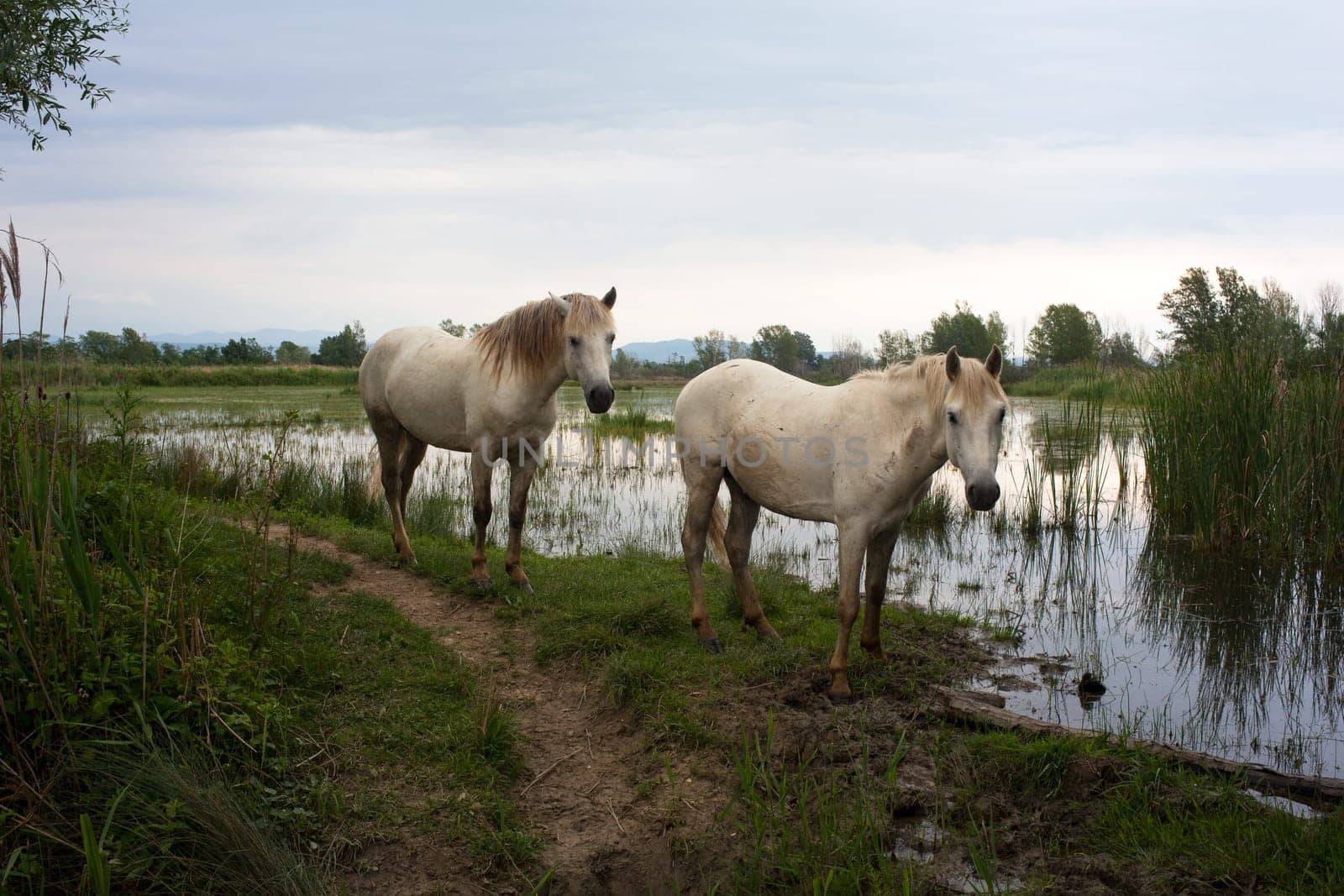 Camargue horses in a swamp - Isola della cona