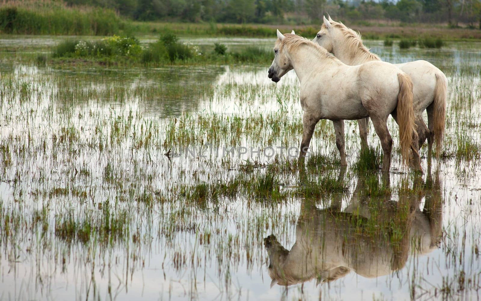 Camargue horses in a swamp - Isola della cona