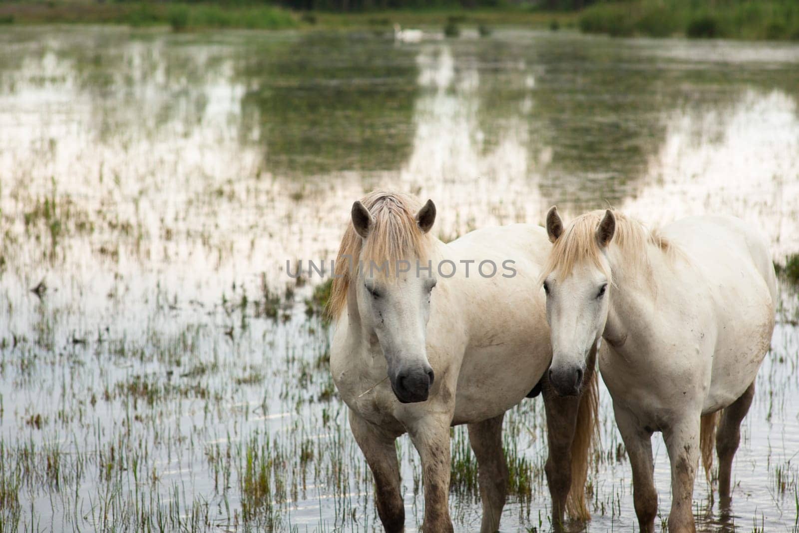 Camargue horses in a swamp - Isola della cona