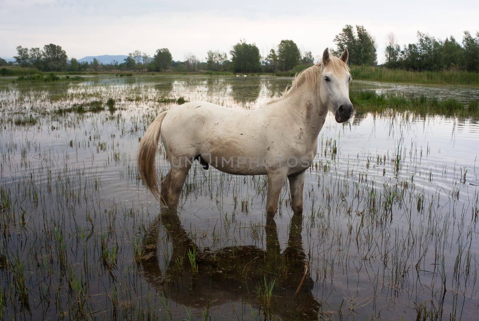 Camargue horses in a swamp - Isola della cona