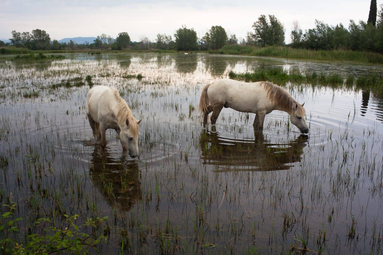 Camargue horses in a swamp - Isola della cona