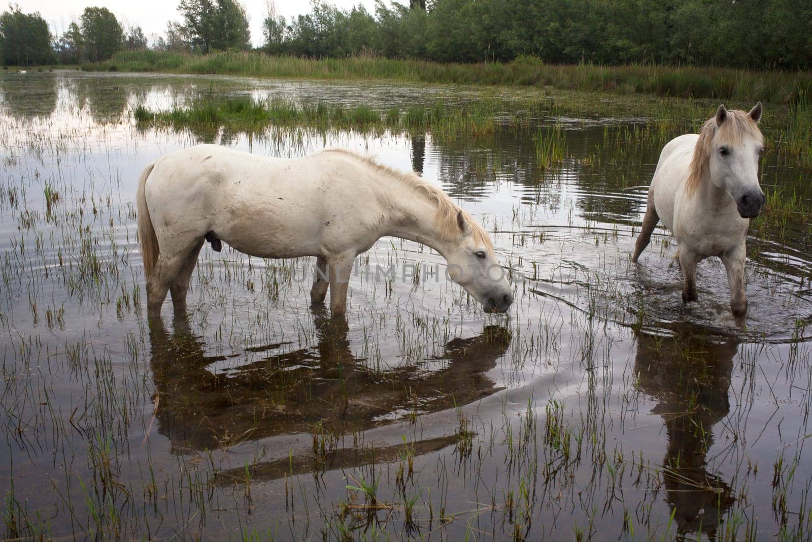 Camargue horses in a swamp - Isola della cona