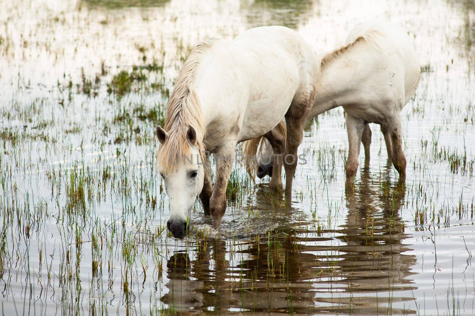 Camargue horses in a swamp - Isola della cona