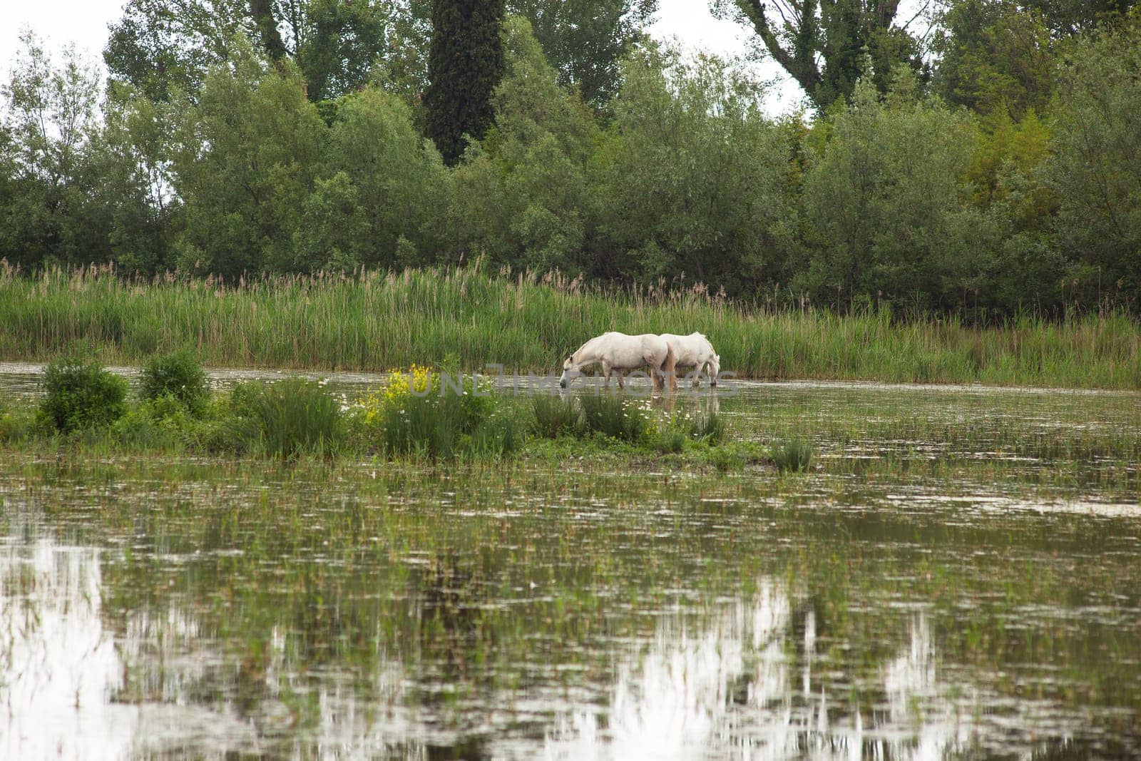 Camargue horses in a swamp - Isola della cona