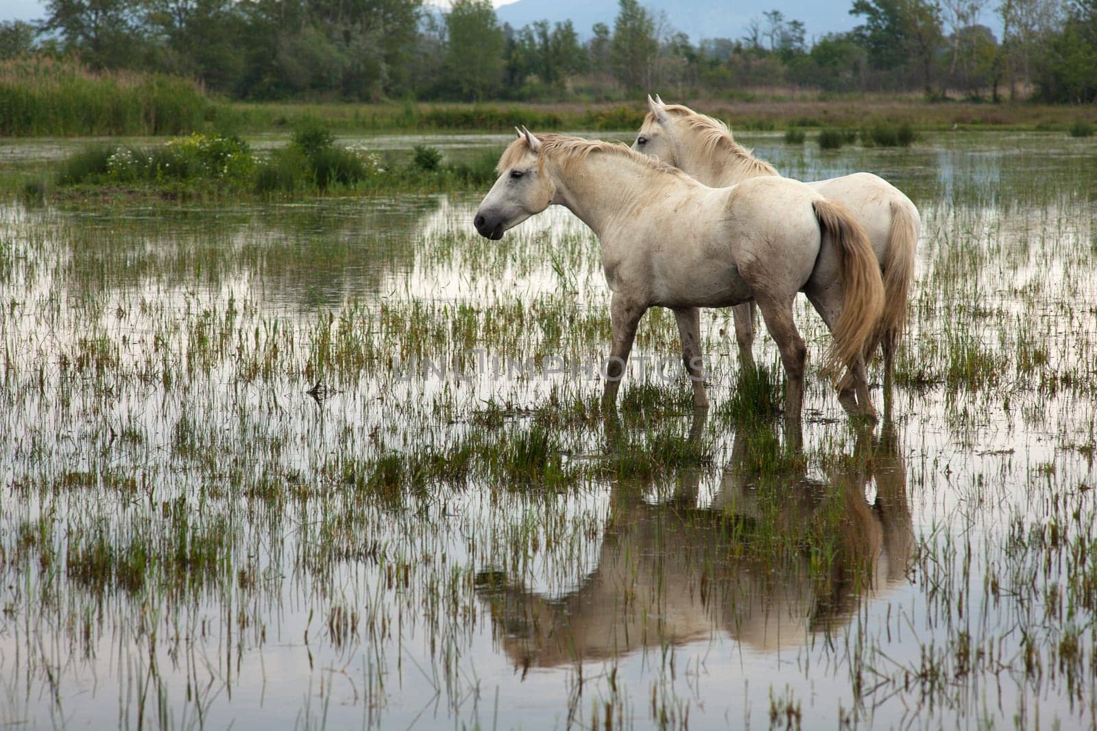 Camargue horses in a swamp - Isola della cona