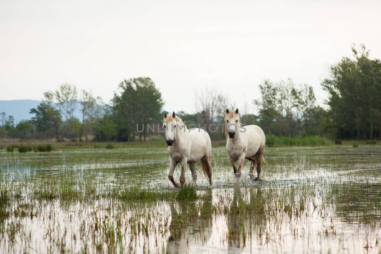 Camargue horses in a swamp - Isola della cona