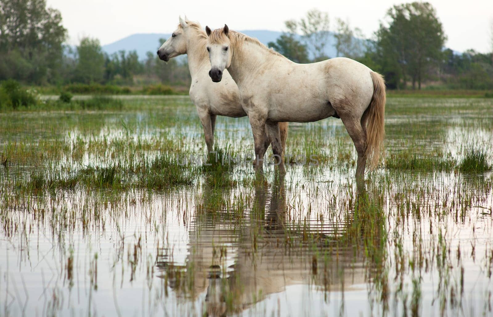 Camargue horses in a swamp - Isola della cona