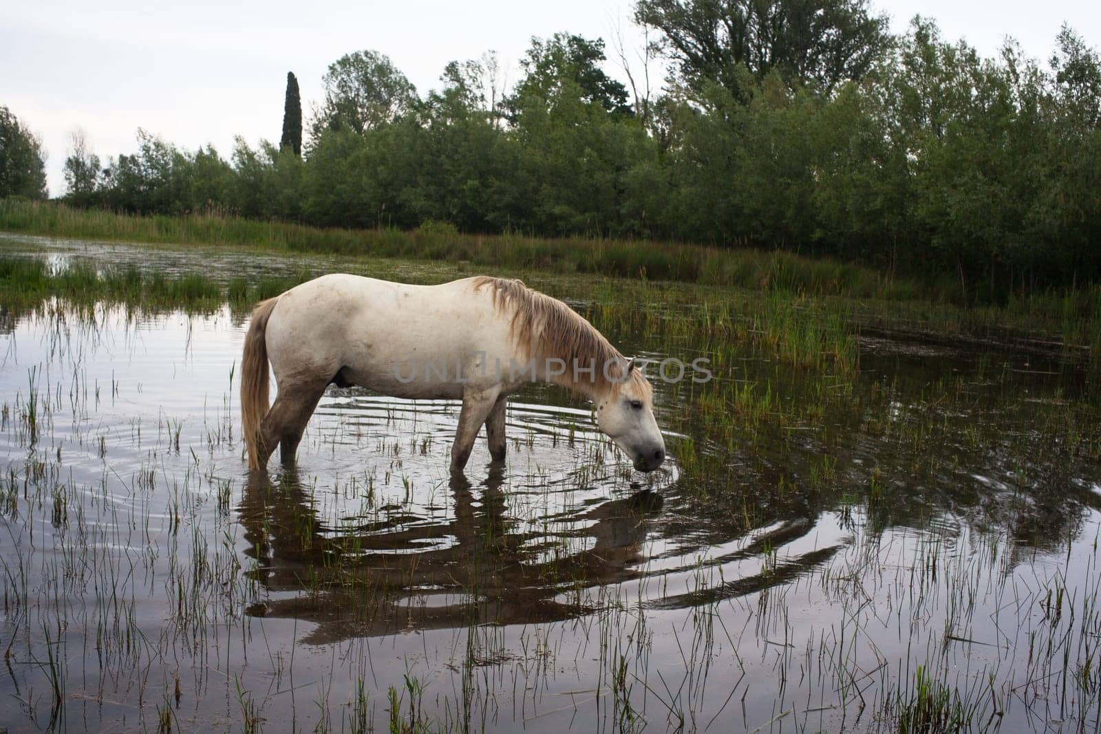 Camargue horses in a swamp - Isola della cona