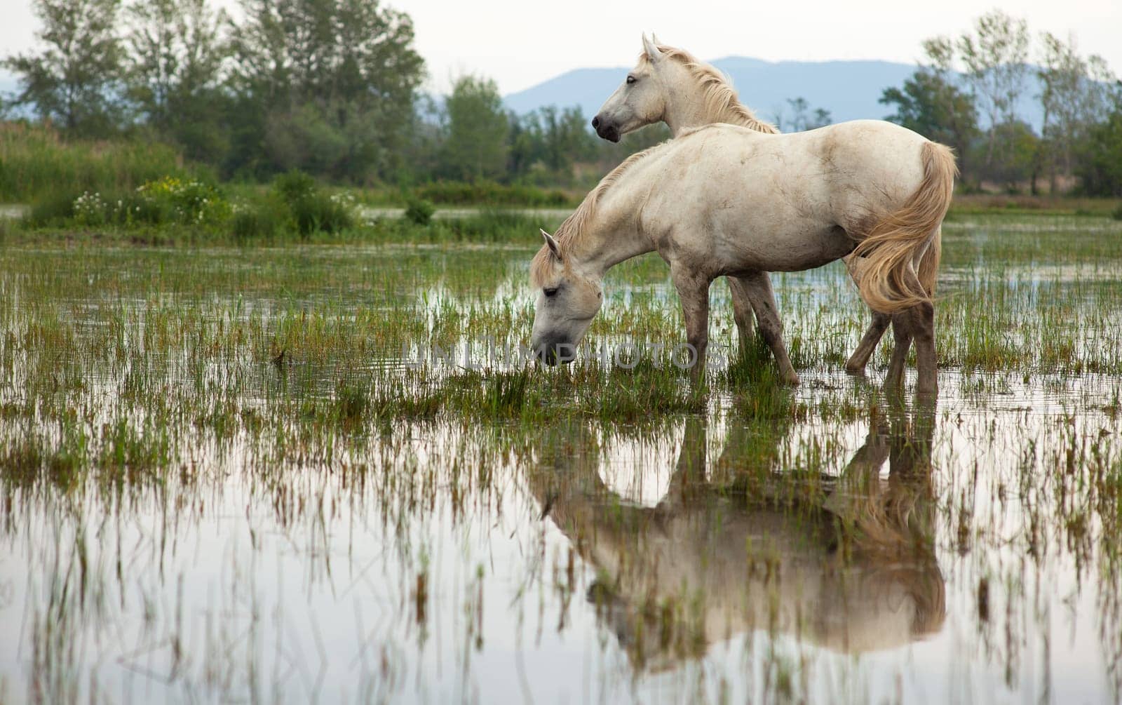 Camargue horses in a swamp - Isola della cona